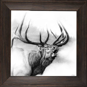 "Rocky Mountain King" Elk Framed Canvas Print