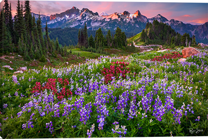 "Lupine Meadows" Gallery Wrap Canvas Print