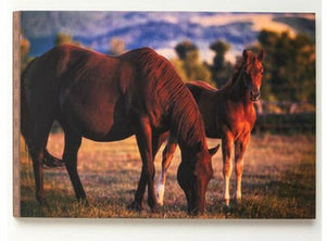 "Mare & Foal at Dusk" Western Wall Art