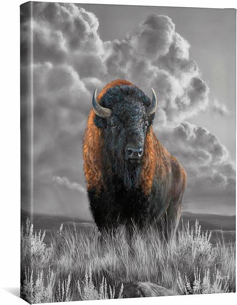Distant Thunder – Bison “Color-Pop” Gallery Wrapped Canvas Print