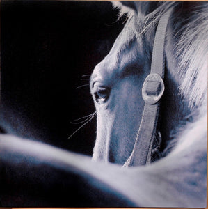 "The Glance" Western Canvas Horse Design Wall Print