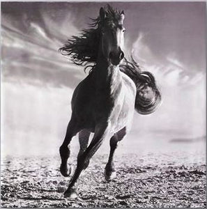 "Running Horse" Black & White Canvas Wall Art