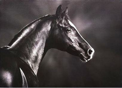 Horse Profile Black & White Canvas Wall Art