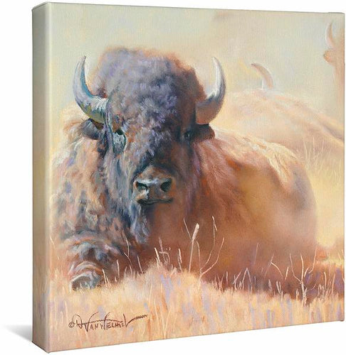 Resting Bull – Bison Gallery Wrapped Canvas
