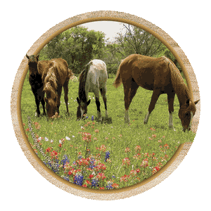 (THS-TSYT1) "Yearlings & Wildflowers" Western Sandstone Coaster Set